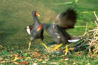 Gallinella d'acqua