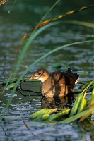 Gallinella d'acqua