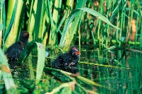 Gallinella d'acqua