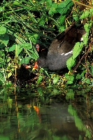 Gallinella d'acqua