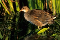 Gallinella d'acqua