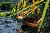 Gallinella d'acqua