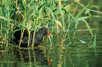 Gallinella d'acqua