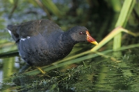 Gallinella d'acqua