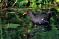 Gallinella d'acqua