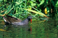 Gallinella d'acqua