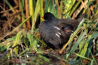 Gallinella d'acqua