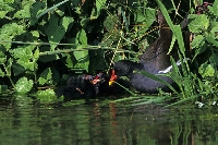 Gallinella d'acqua