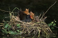 Gallinella d'acqua