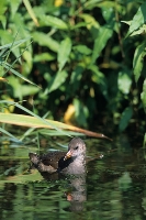 Gallinella d'acqua