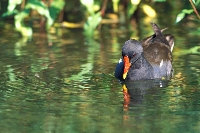 Gallinella d'acqua