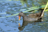 Gallinella d'acqua