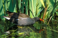 Gallinella d'acqua