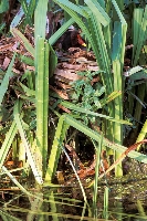 Gallinella d'acqua