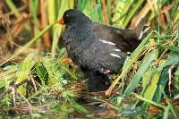 Gallinella d'acqua