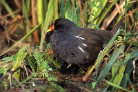 Gallinella d'acqua