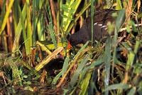 Gallinella d'acqua