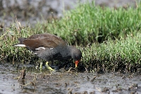 Gallinella d'acqua