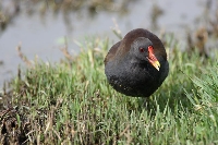 Gallinella d'acqua