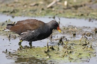 Gallinella d'acqua