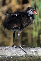 Gallinella d'acqua