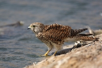 Gheppio