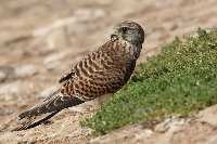Gheppio