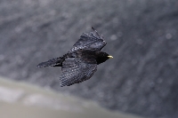 Gracchio alpino