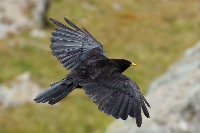 Gracchio alpino