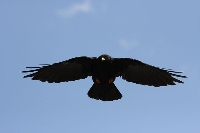 Gracchio alpino