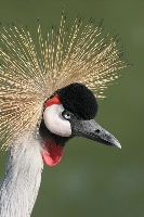 Gru coronata