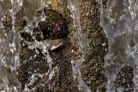 Merlo acquaiolo