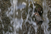 Merlo acquaiolo