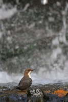 Merlo acquaiolo