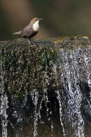 Merlo acquaiolo