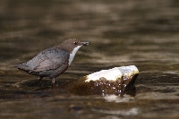 Merlo acquaiolo