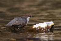 Merlo acquaiolo