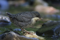 Merlo acquaiolo