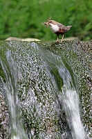 Merlo acquaiolo