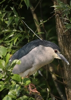 Nitticora