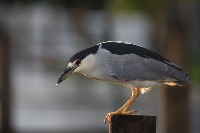 Nitticora