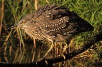 Nitticora