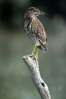 Nitticora