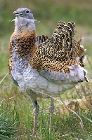 Otarda