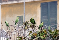 Parrocchetto dal collare