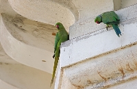 Parrocchetto dal collare
