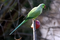 Parrocchetto dal collare