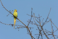 Parrocchetto dal collare