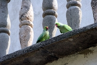 Parrocchetto dal collare
