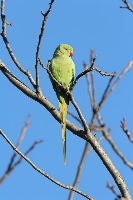 Parrocchetto dal collare